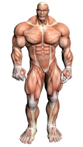Bodybuilding-Anatomy